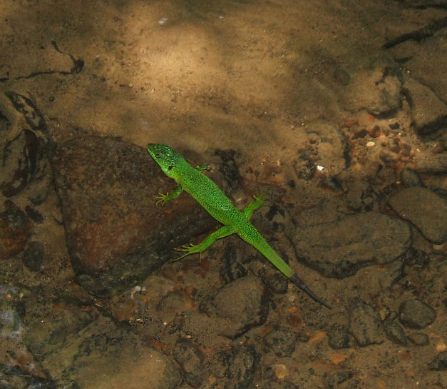 Lacerta viridis ssp natrix?! ;-))